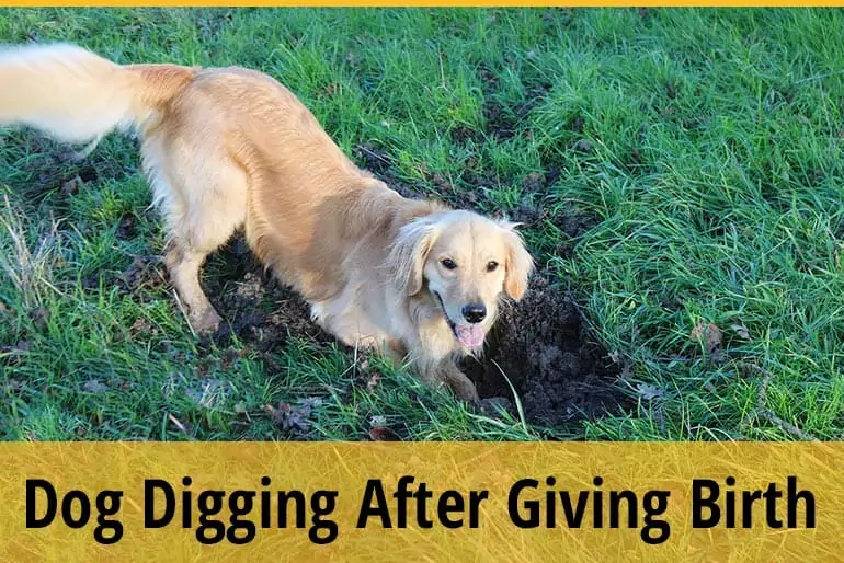 Why Is My Dog Digging After Giving Birth