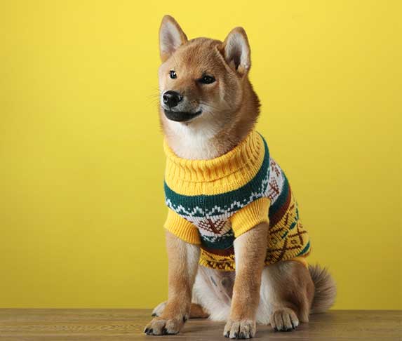 dog wearing a yellow sweater