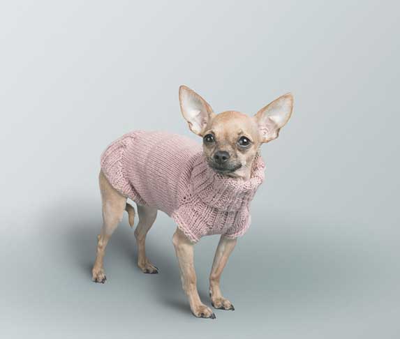 dog wearing a pink sweater