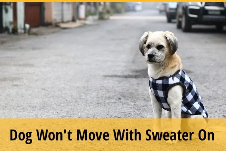 Why Is My Dog Won't Move With Sweater On
