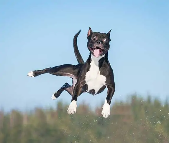 dog in the air