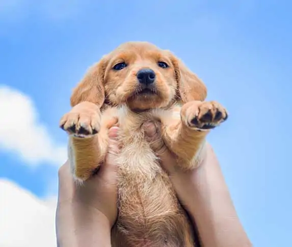 dog being held up