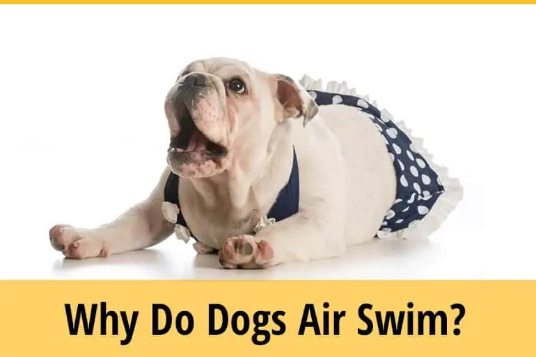 Why do Dogs Air Swim