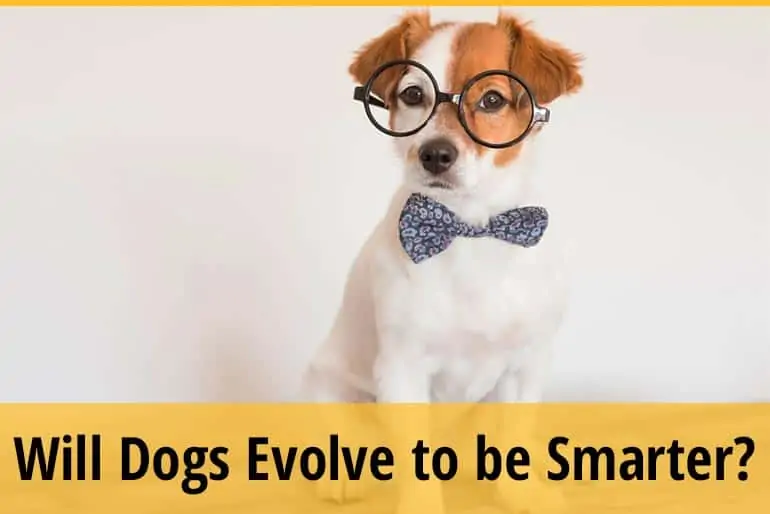 Will Dogs Evolve To Be Smarter