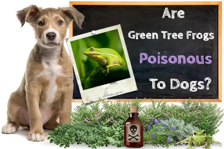 Are Green Tree Frogs Poisonous To Dogs