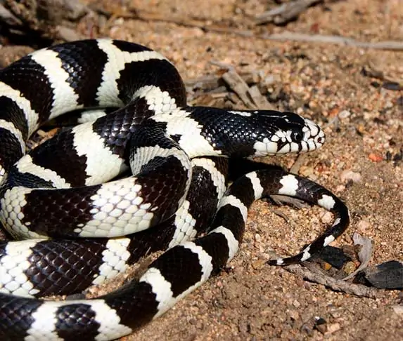 king snake