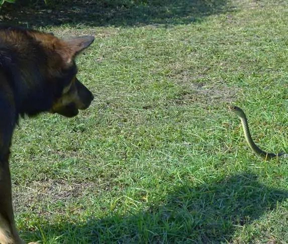 dog encountered a snake