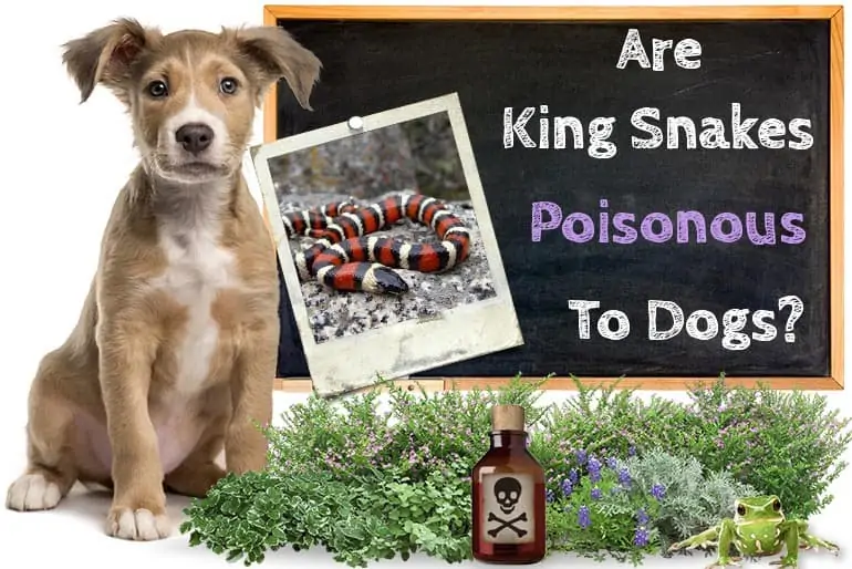 Are Kingsnakes Poisonous To Dog