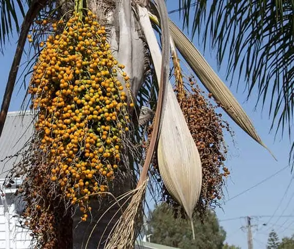 queen palm tree and seed