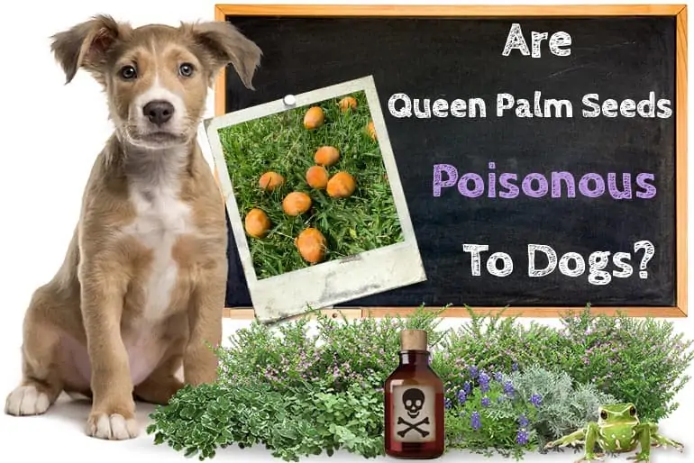 Are Queen Palm Seeds Poisonous To Dogs