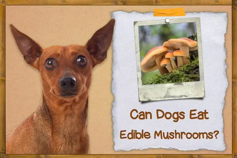 Can Dogs Eat Edible Mushrooms