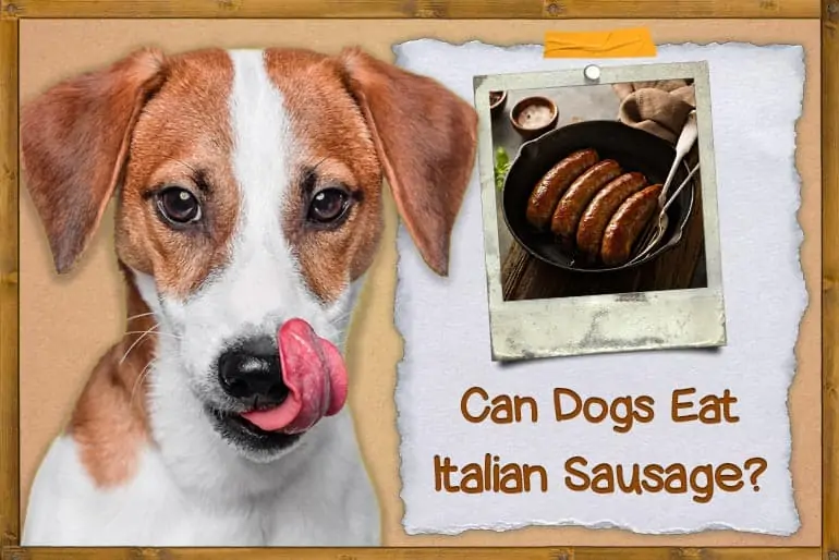 Can Dogs Eat Italian Sausage