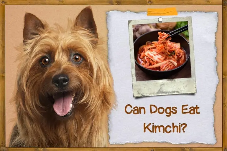Can Dogs Eat Kimchi