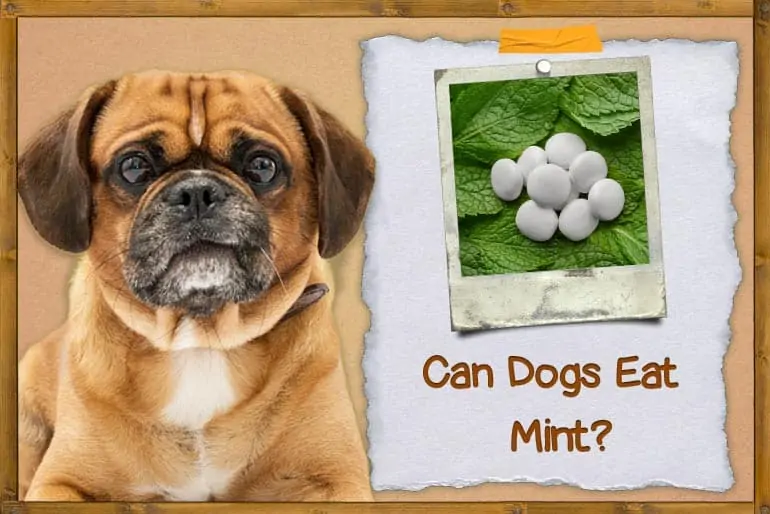 Can Dogs Eat Mint