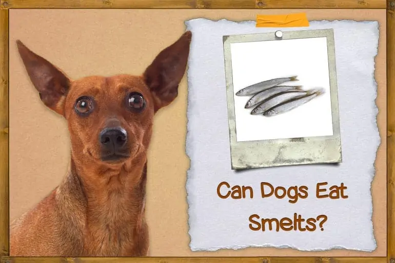 Can Dogs Eat Smelts