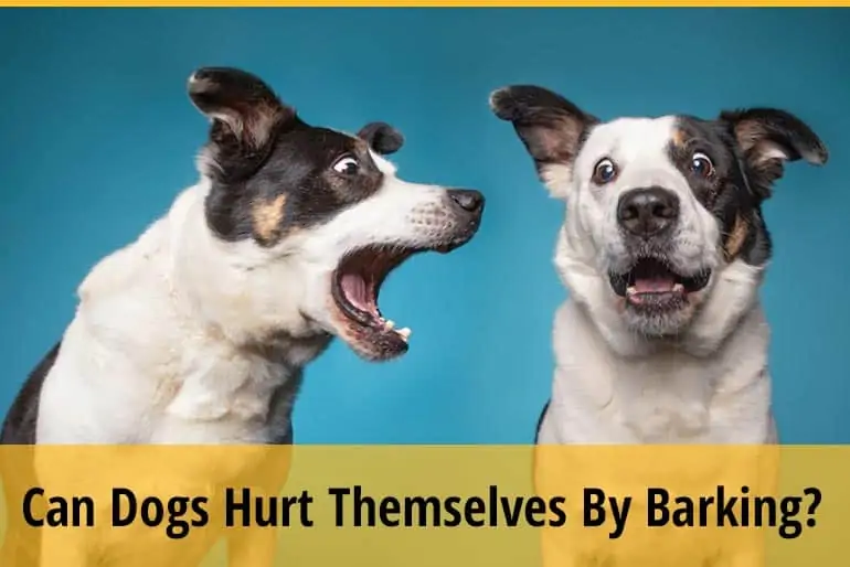 Can Dogs Hurt Themselves By Barking Too Much