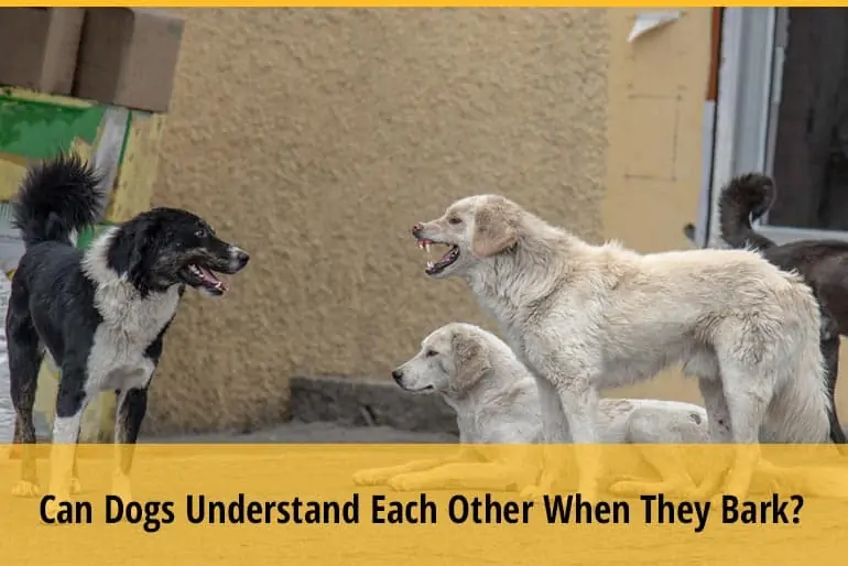 Can Dogs Understand Each Other When They Bark