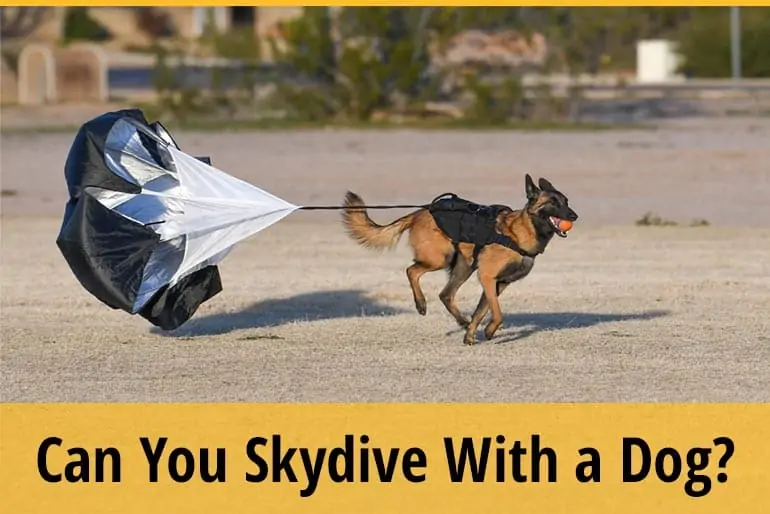 Can You Skydive With A Dog