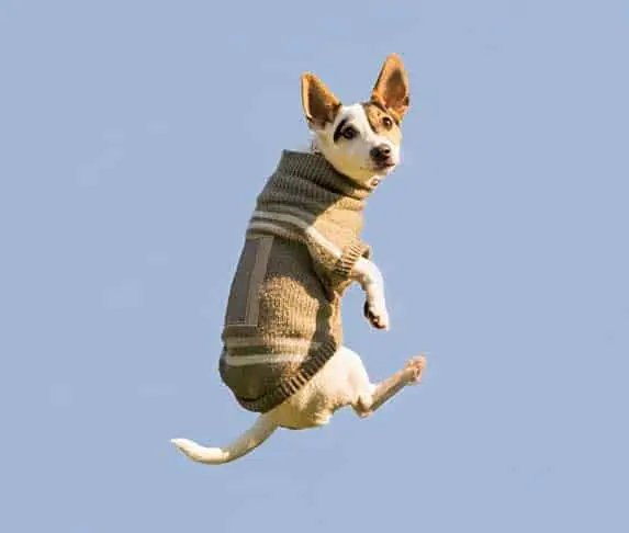 falling dog