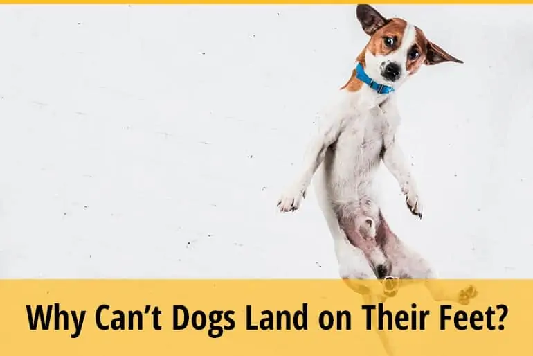 Why Can’t Dogs Land On Their Feet