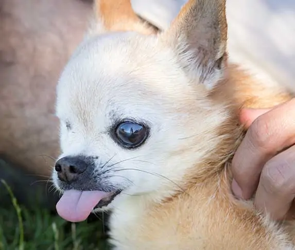 chihuahua blepping