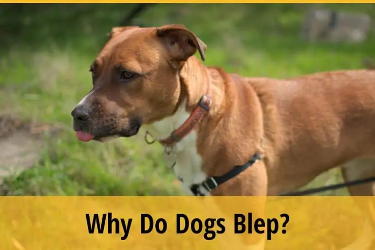 Why Do Dogs Blep