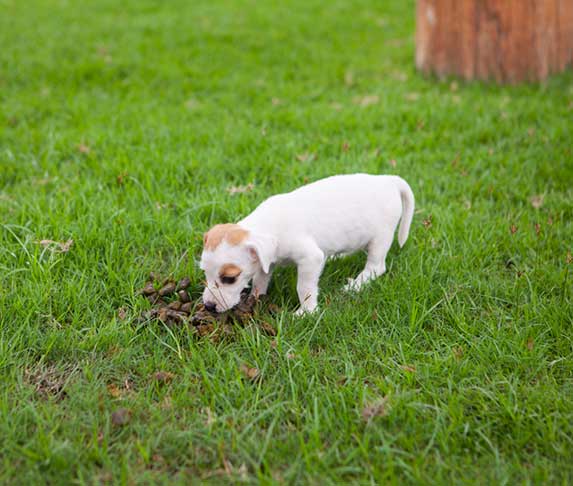 why does my dog bring me poop