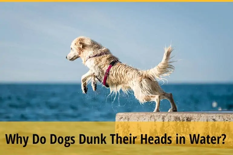 Why Do Dogs Dunk Their Heads in Water