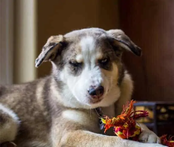 dog doing fake sneeze