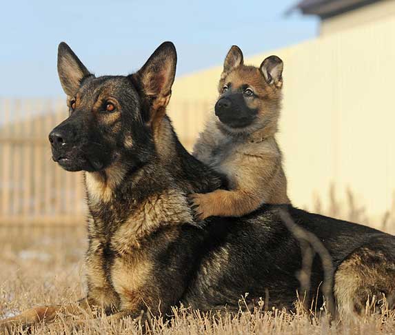 german shepherd puppy and its mother