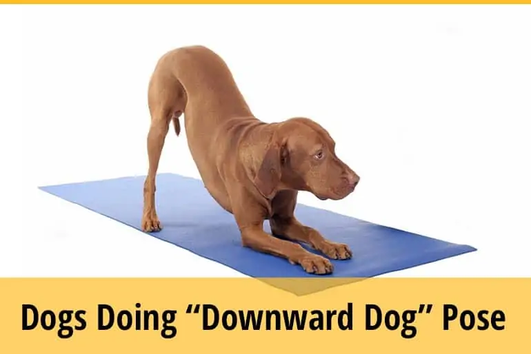 Why Do Dogs Go Into Downward Dog Pose