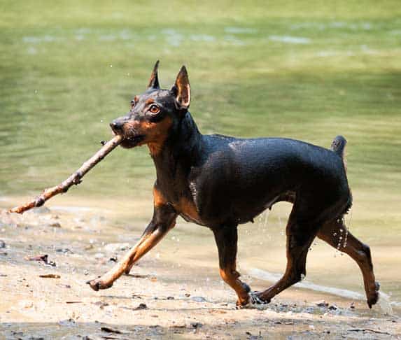 dog carrying a stick