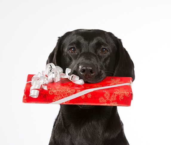 dog holding a gift