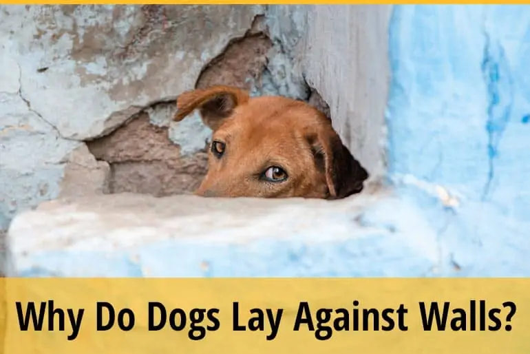 Why Do Dogs Lay Against Walls