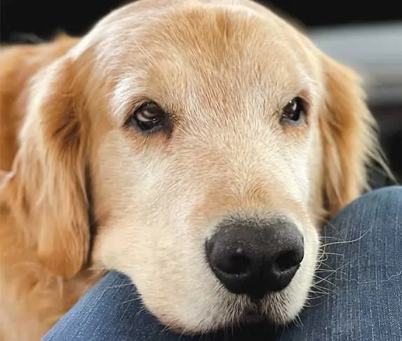 dog staring at its owner