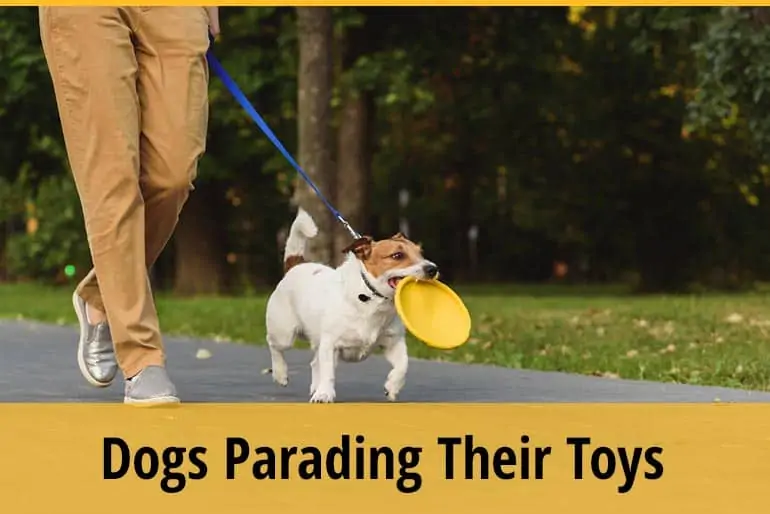 Why Do Dogs Parade Their Toys