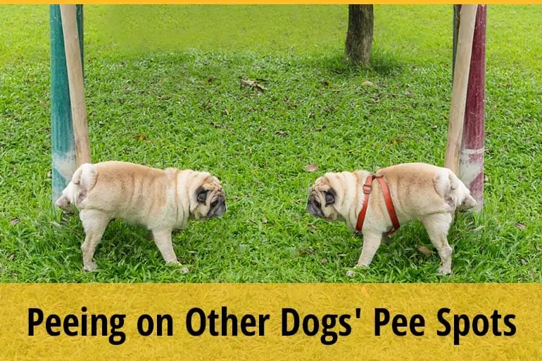 Why Do Dogs Pee On Other Dogs' Pee Spots
