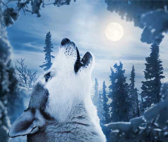 Why do dogs howl at night in winter