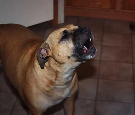 dog howling inside 