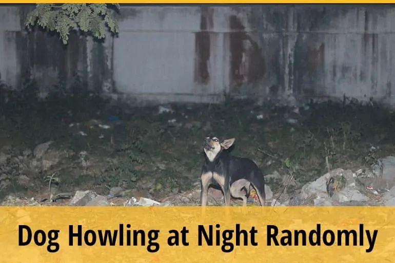 Why Do Dogs Howl at Night