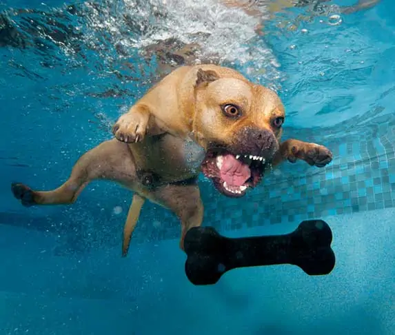 dog playing under the water