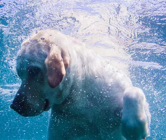 puppy under the water