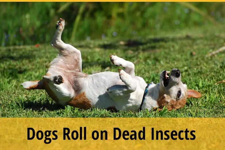 Why Does My Dog Roll on Dead Insects
