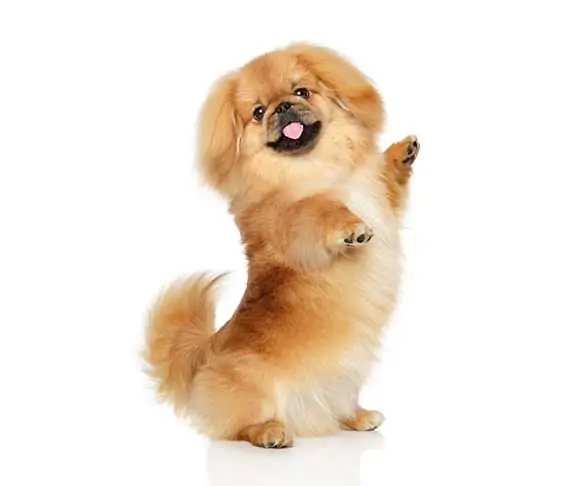 dog twerking