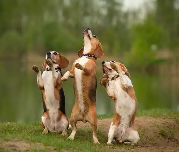 three dogs dancing