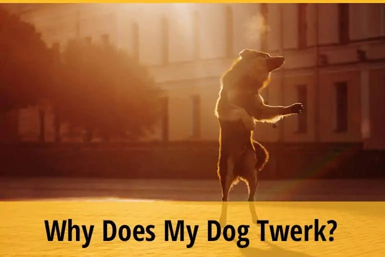 Why Does My Dog Twerk