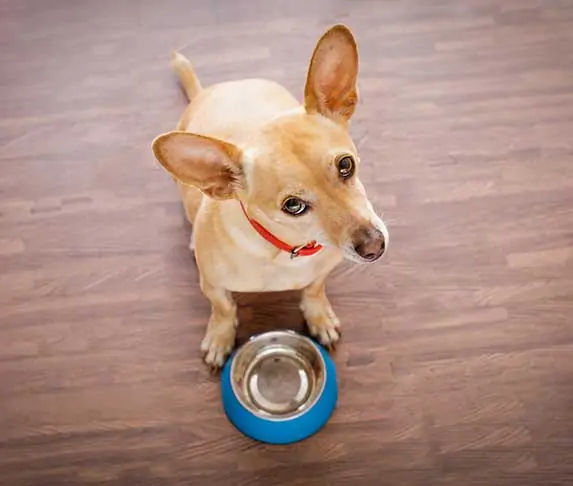 dog begging for treats