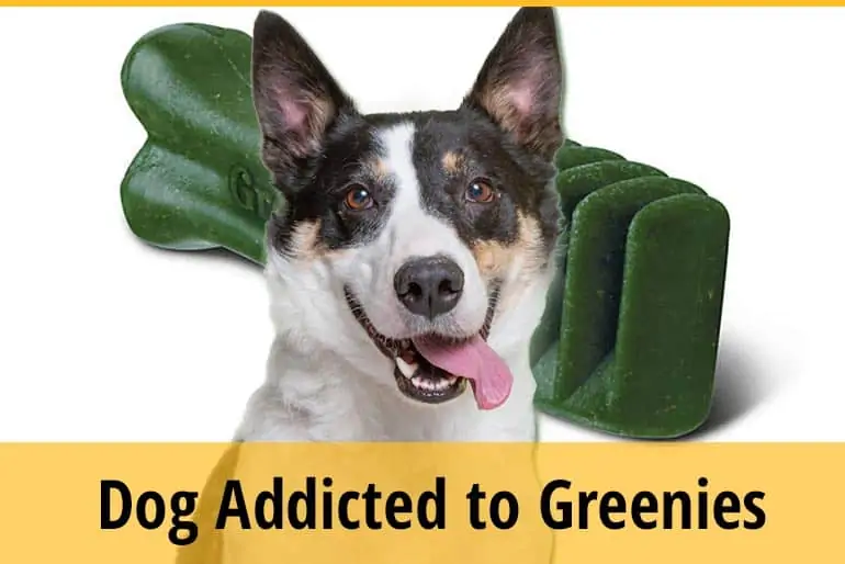 Why Is My Dog Addicted To Greenies