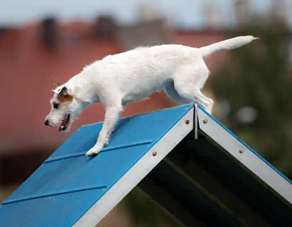 dog on a high surface