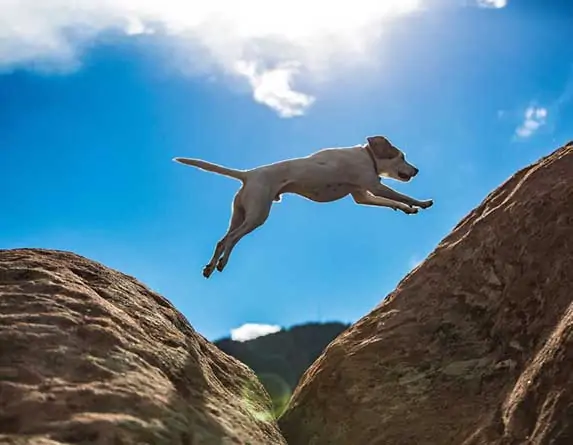 dog jumping off cliffs